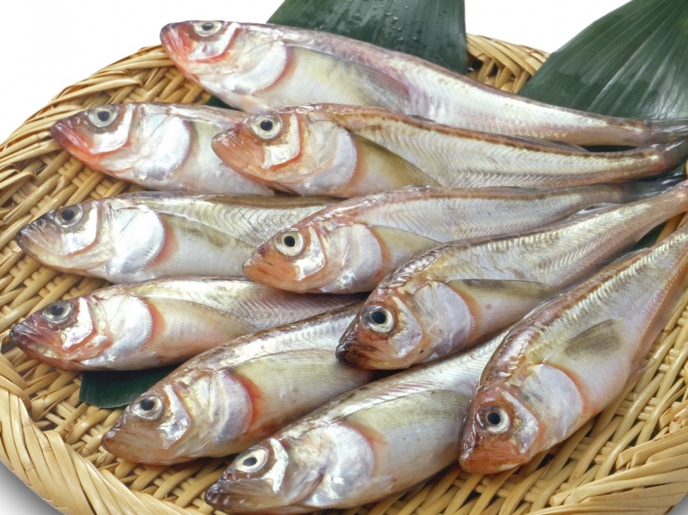 ハタハタ|冬の日本海を代表する魚