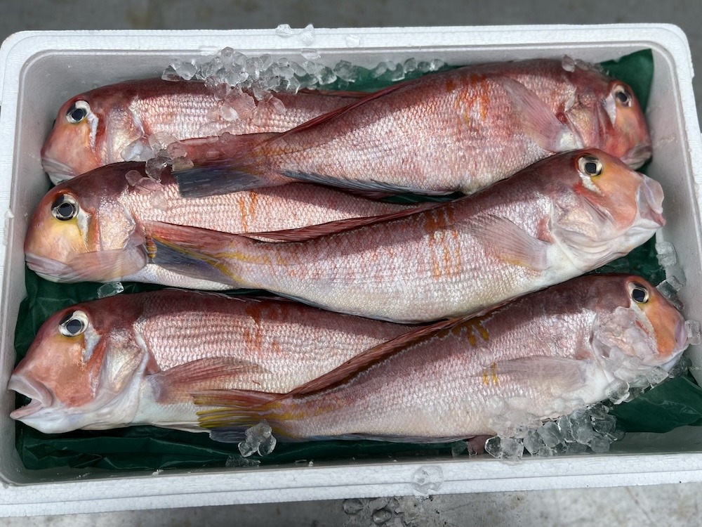 アマダイ|上品な甘みを楽しむ冬の高級魚