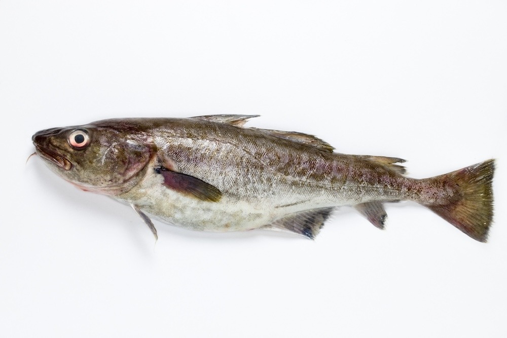 タラ|淡白な白身と白子を楽しむ冬の定番魚